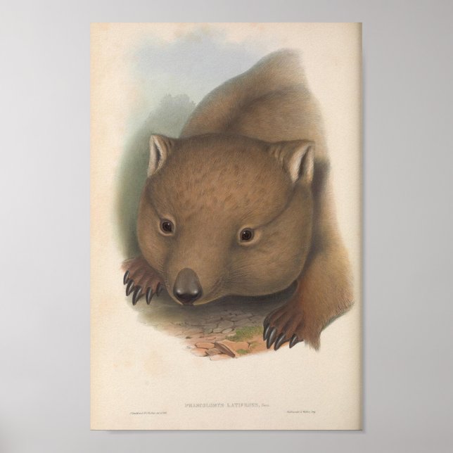 Poster Ilustração Vintage Wombat (Frente)