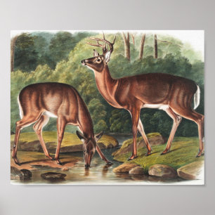 Poster Ilustração Virginiana Deer (Cervus Virginianus)