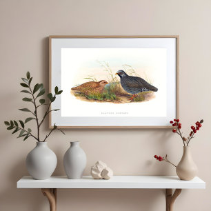 Poster Ilustrações das aves de codorniz de montanha
