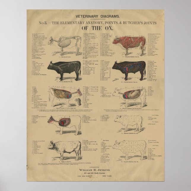 Poster Ilustrações de Anatomia de Ox Veterinária (Frente)