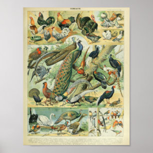 Poster Ilustrações de Pássaros de Adolphe Millot