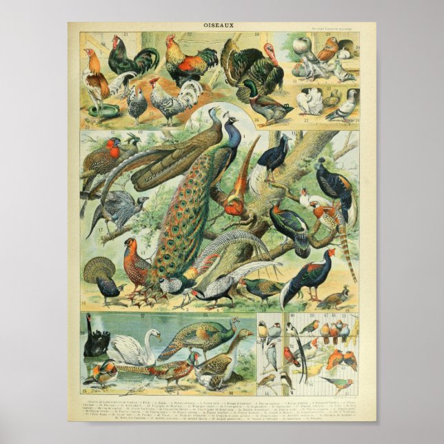 Poster Ilustrações de Pássaros de Adolphe Millot (Frente)