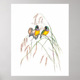Poster Ilustrações de Vintagem de Pássaros Finch Gouldian