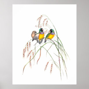 Poster Ilustrações de Vintagem de Pássaros Finch Gouldian