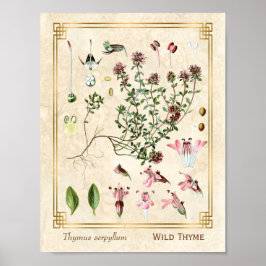 Poster Ilustrações Herbais Vintage Thyme Botânico