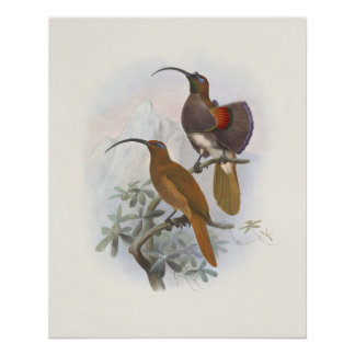 Póster Ilustrações Vintage de Aves Exóticas da Montanha d