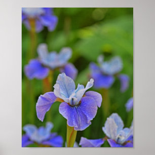 Poster Imagem Botânica do Retrato da Flor Iris Azul