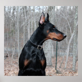Póster Imagem Classic Doberman