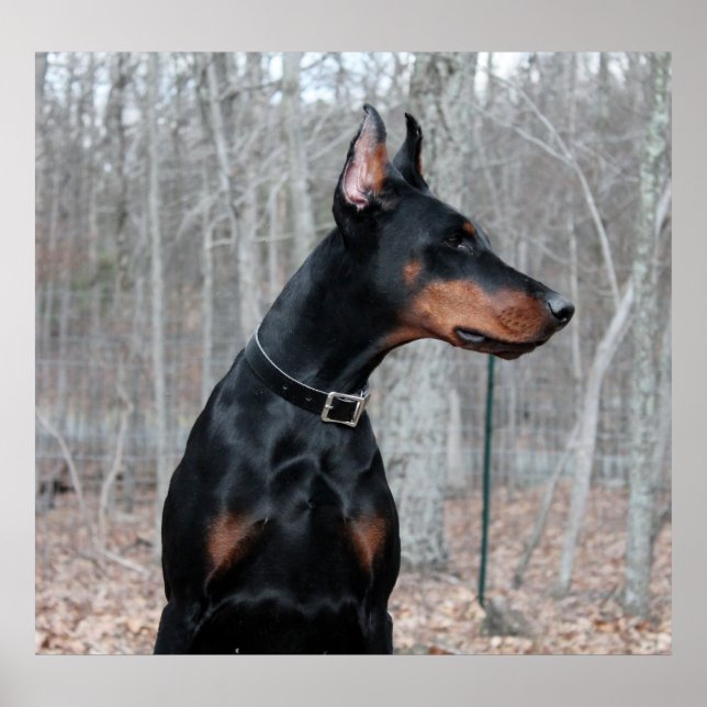 Póster Imagem Classic Doberman (Frente)
