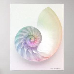 Póster Imagem colorida artística do nautilus