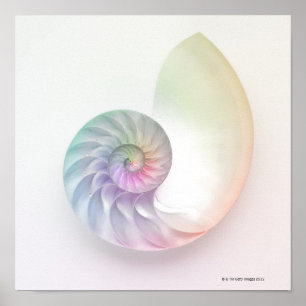 Póster Imagem colorida artística do nautilus