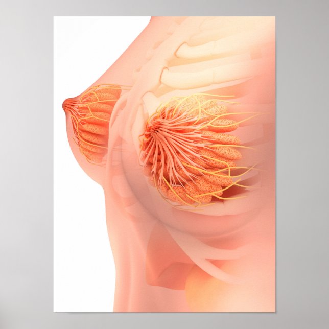 Póster Imagem Conceitual Da Anatomia Da Mama Feminina 1 (Frente)