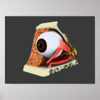 Imagem Conceitual Da Anatomia Ocular Humana 1