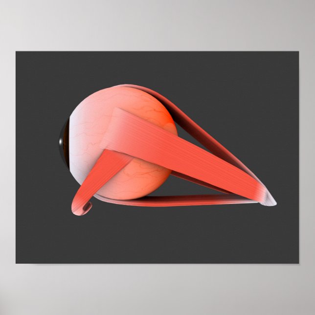 Poster Imagem Conceitual Da Anatomia Ocular Humana 7 (Frente)