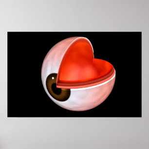 Póster Imagem Conceitual Da Anatomia Ocular Humana 8