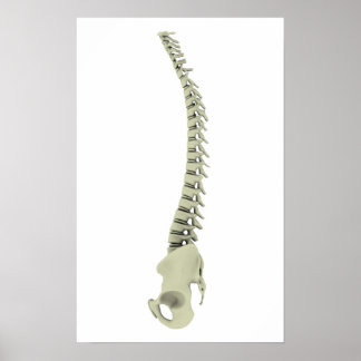 Póster Imagem Conceitual Da Espinha dorsal Humana 7
