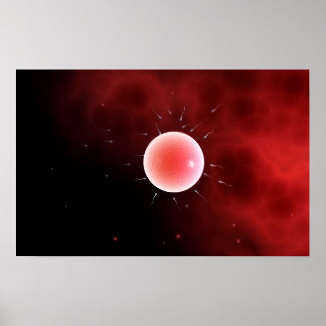 Poster Imagem Conceitual Da Fertilização Comum (Frente)