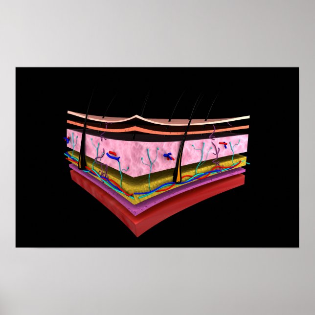 Poster Imagem Conceitual Das Camadas Da Pele Humana 1 (Frente)