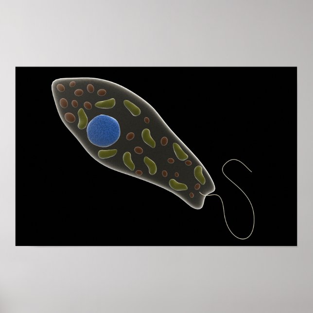 Póster Imagem Conceitual Do Euglena 1 (Frente)