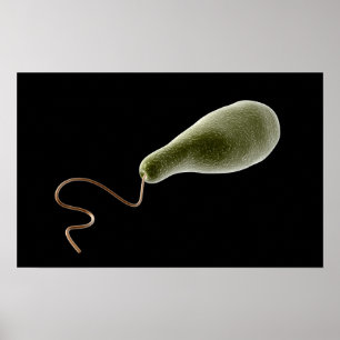 Póster Imagem Conceitual Do Euglena 2