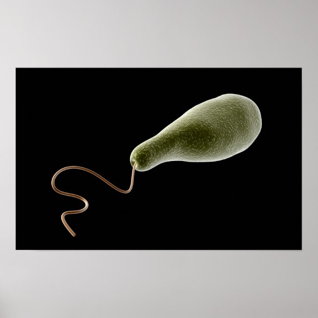 Póster Imagem Conceitual Do Euglena 2 (Frente)