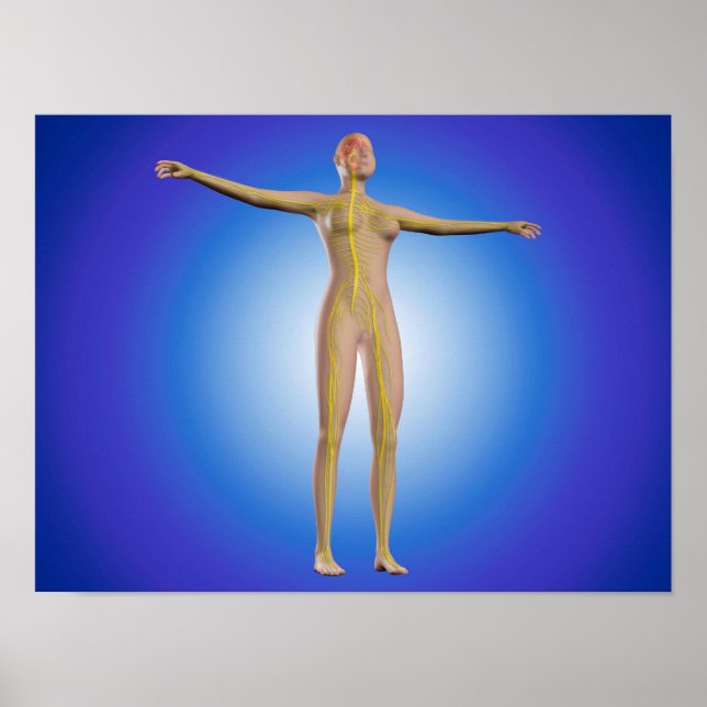 Póster Imagem Conceitual Do Sistema Nervoso Feminino (Frente)
