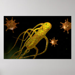 Póster Imagem Conceptiva De Salmonella Typhi 1