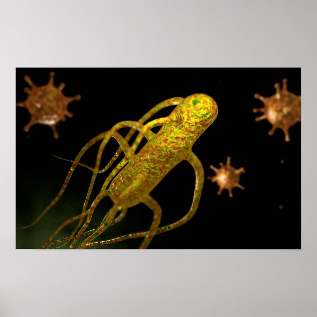 Póster Imagem Conceptiva De Salmonella Typhi 1 (Frente)