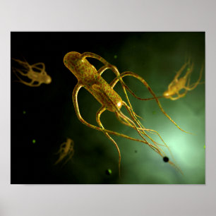 Póster Imagem Conceptiva De Salmonella Typhi 2