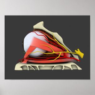 Póster Imagem conceptual da anatomia 3 do olho humano