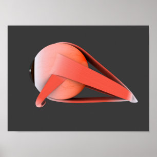 Poster Imagem conceptual da anatomia 7 do olho humano