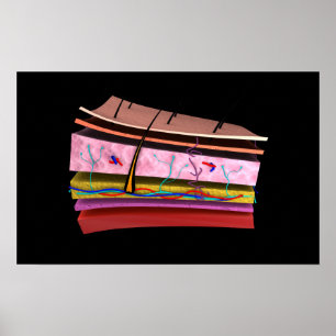 Poster Imagem conceptual das camadas da pele humana 2
