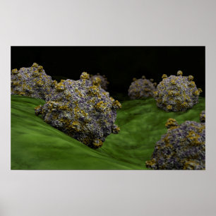 Póster Imagem conceptual de Coxsackievirus 1