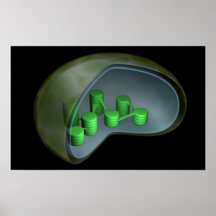 Póster Imagem conceptual do cloroplastos 1