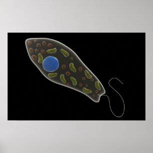 Póster Imagem conceptual do Euglena 1