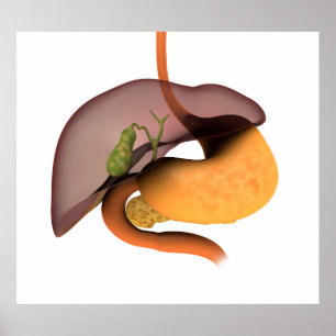 Póster Imagem conceptual do sistema digestivo humano 1