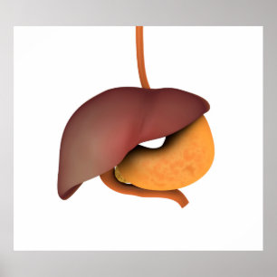 Poster Imagem conceptual do sistema digestivo humano 3