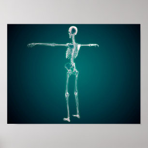 Poster Imagem conceptual do sistema esqueletal humano