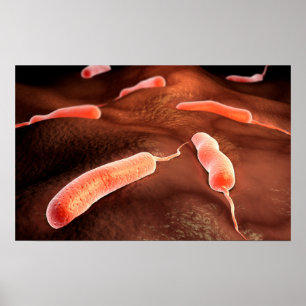 Póster Imagem conceptual do Vibrio Cholerae 1