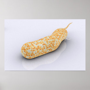 Poster Imagem conceptual do Vibrio Cholerae 3