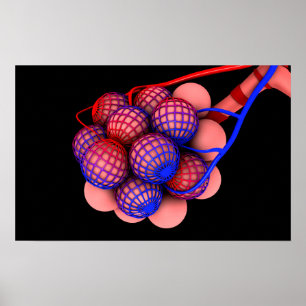 Póster Imagem conceptual dos alvéolos 1