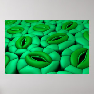 Poster Imagem conceptual dos estomas 1