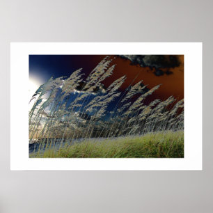 Poster Imagem da aveia do mar de Solarized na praia de