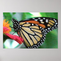 Imagem da Borboleta Monarch