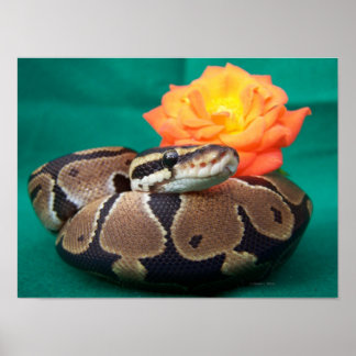 Póster Imagem da esfera com rosa verde laranja para trás