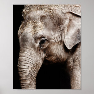 Póster Imagem da foto do elefante