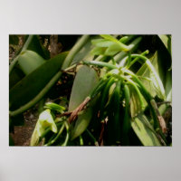 Imagem das Orquídeas da Vanilla Plant