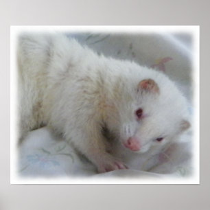 Poster Imagem de Albino Ferret