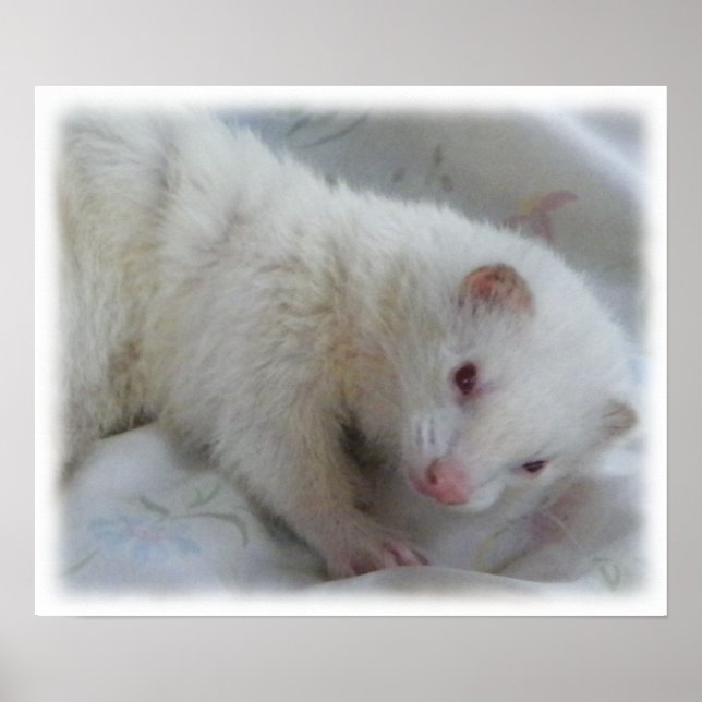 Poster Imagem de Albino Ferret (Frente)