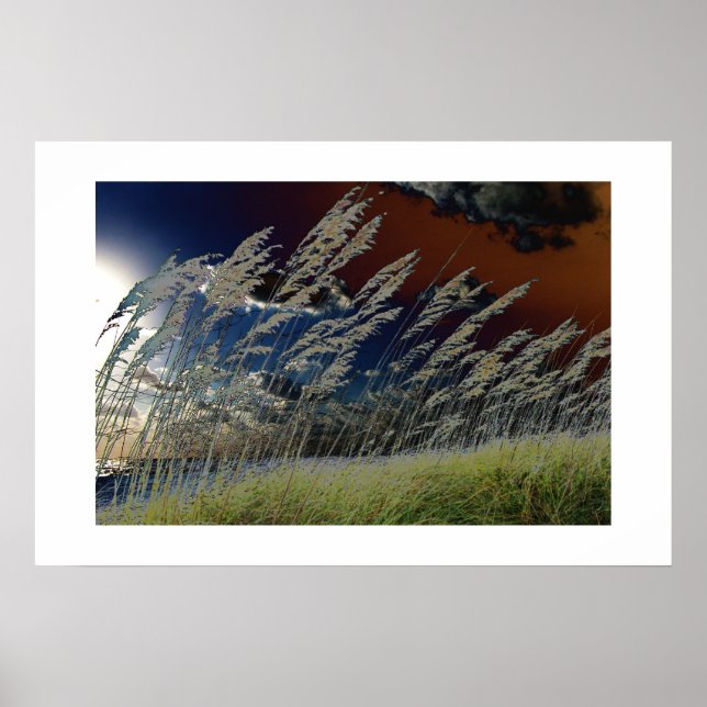 Poster Imagem de aveia-do-mar solarizada na praia da Flór (Frente)